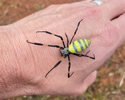 What Kills Joro Spiders