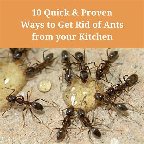What Kills Kitchen Ants
