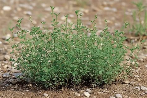 What Kills Knotgrass