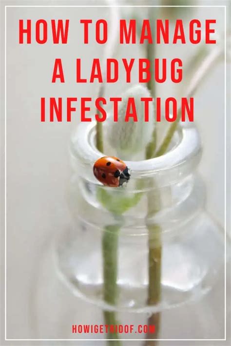 What Kills Ladybug Infestation