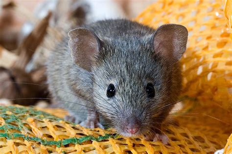What Kills Mice