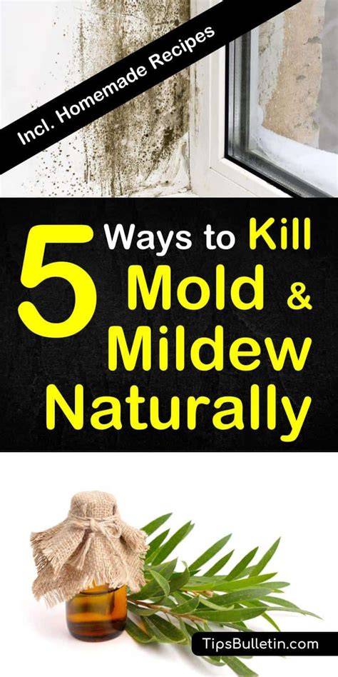 What Kills Mold And Mildew