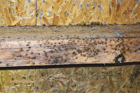 What Kills Mold On Wood