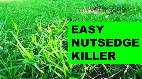 What Kills Nutsedge Permanently