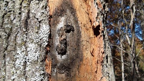 What Kills Oak Trees