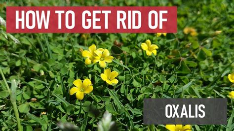 What Kills Oxalis But Not Grass