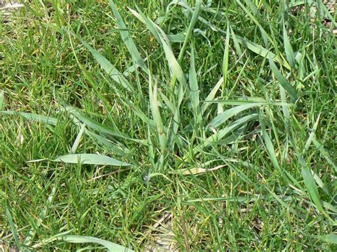 What Kills Quake Grass