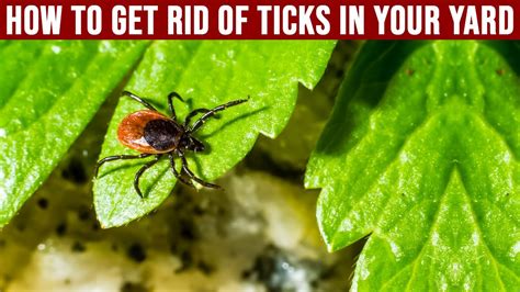 What Kills Ticks Immediately