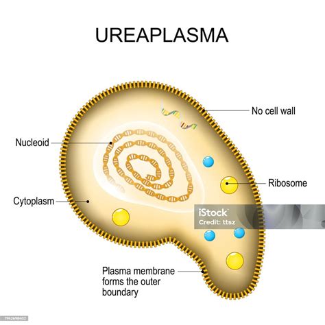 What Kills Ureaplasma