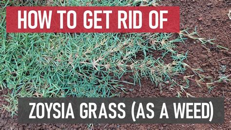 What Kills Zoysia Grass