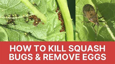 What Kills Zucchini Bugs