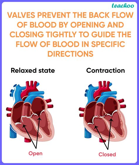 What Prevents Backflow Of Blood During Circulation