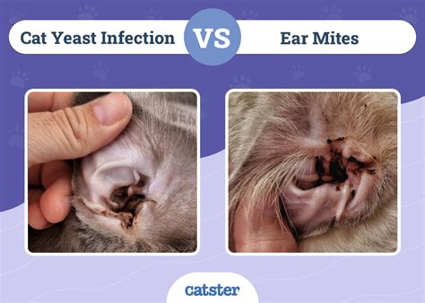 What Prevents Ear Mites In Dogs