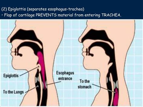 What Prevents Food From Entering The Airway