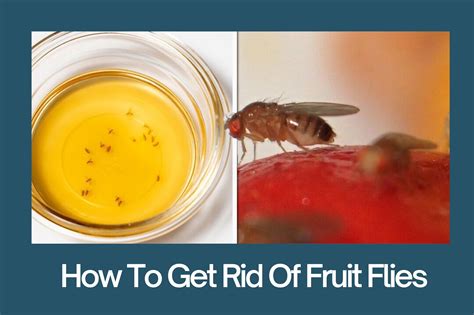 What Prevents Fruit Flies