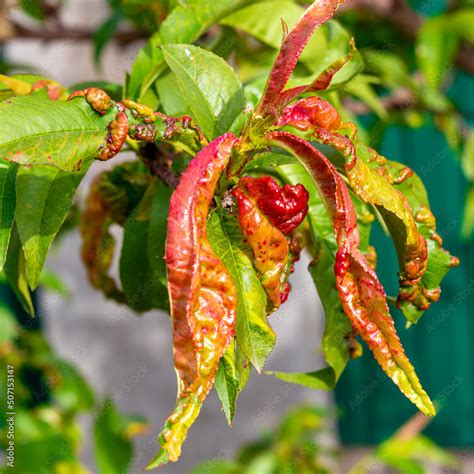 What Prevents Fungus In Peach Trees