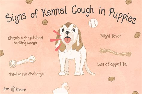 What Prevents Kennel Cough