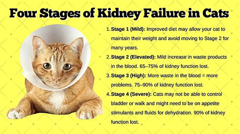 What Prevents Kidney Disease In Cats