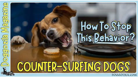 What Prevents Puppies From Counter Surfing