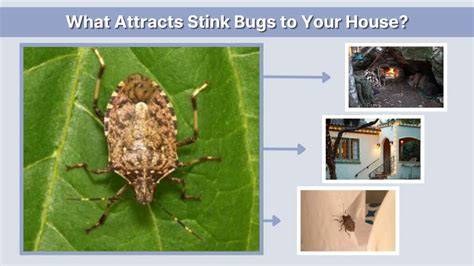 What Prevents Stink Bugs
