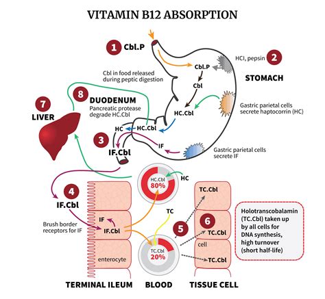 What Prevents Vitamin B12 Absorption