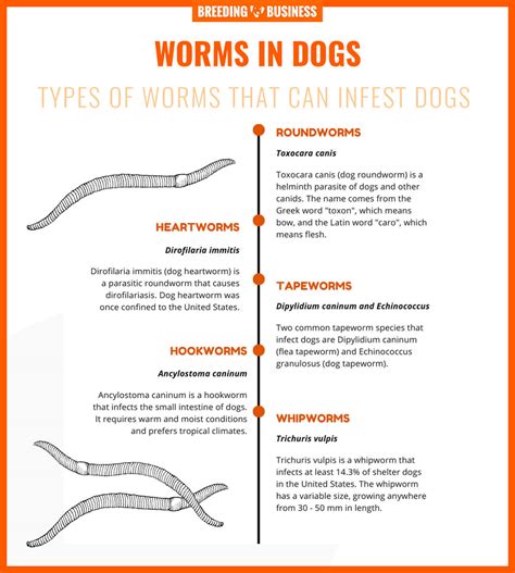 What Prevents Worms In Dogs