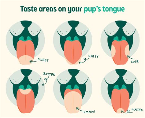 What Taste Does Dog Like