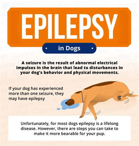 What Triggers Epilepsy In Dogs
