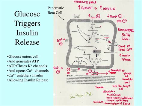 What Triggers Insulin Release