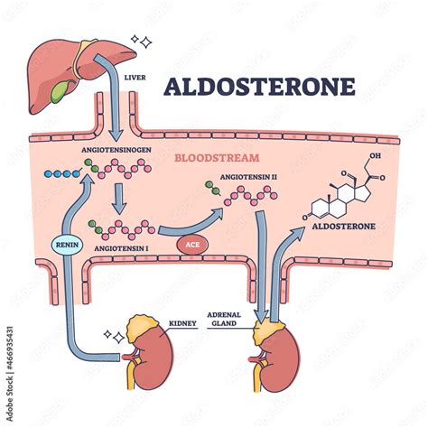 What Triggers The Release Of Aldosterone