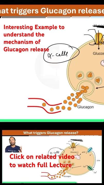 What Triggers The Release Of Glucagon