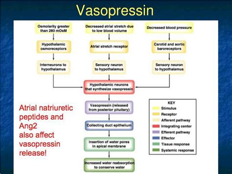 What Triggers Vasopressin Release