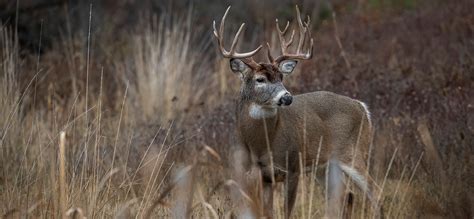 What Triggers Whitetail Deer Rut