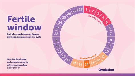 When Are You Least Fertile