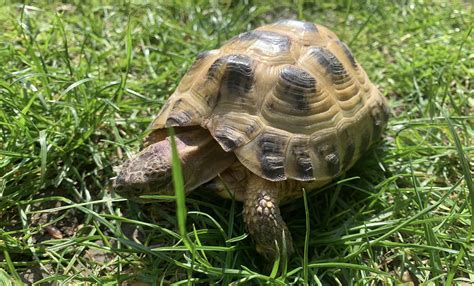 When Do You Hibernate A Horsefield Tortoise