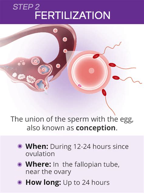 When Does Fertilization Happen