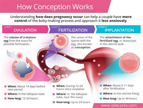 When Does Happen Ovulation