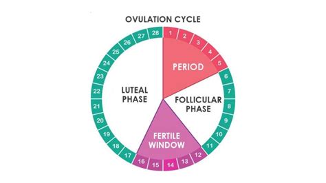 When Does It Happen Ovulation
