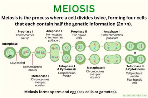 When Does Meiosis Happen