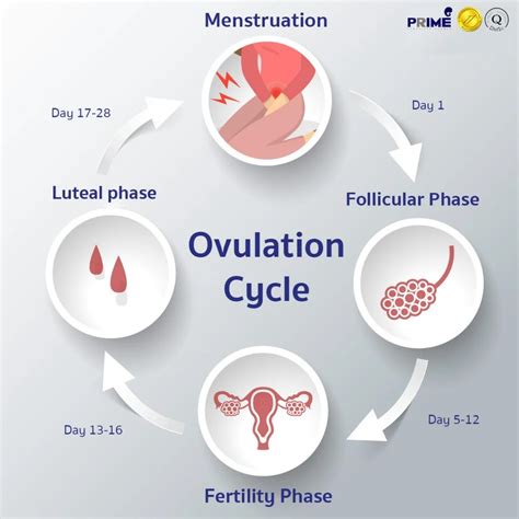 When Does Ovulation Happen Usually