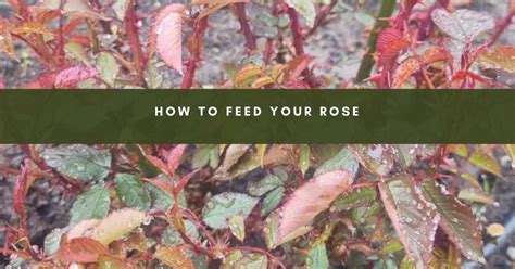 When Is Best Time To Feed Roses
