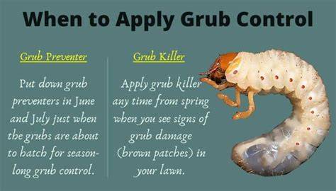 When Is Best Time To Kill Grubs