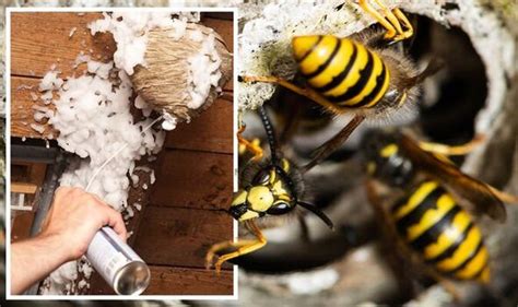 When Is Best Time To Kill Wasps