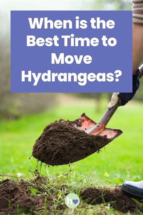 When Is Best Time To Move Hydrangea