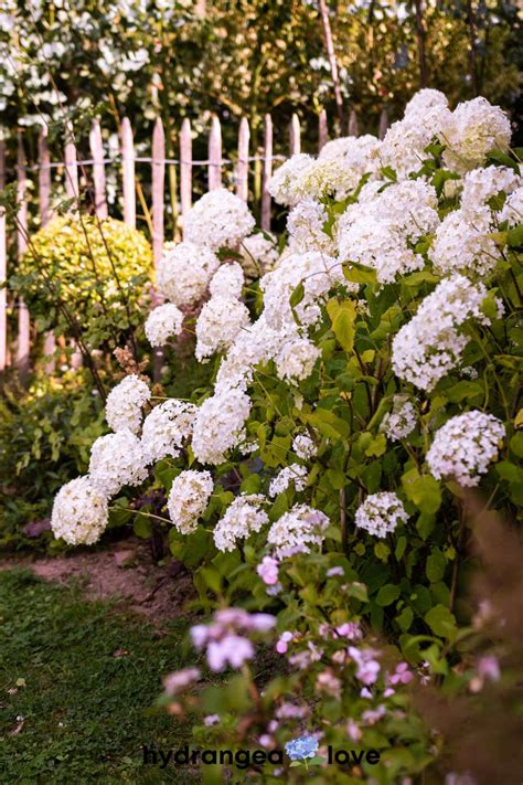 When Is Best Time To Move Hydrangeas