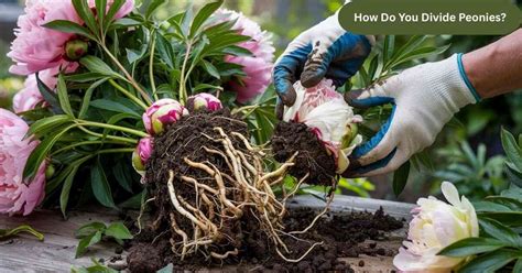 When Is Best Time To Move Peonies