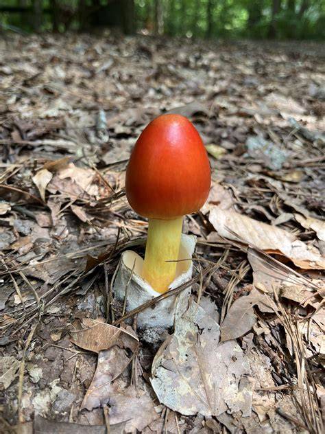 When Is Best Time To Mushroom Hunt