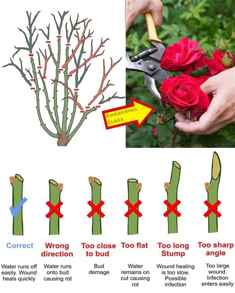 When Is Best Time To Prune Roses