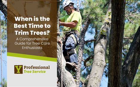 When Is Best Time To Trim Trees