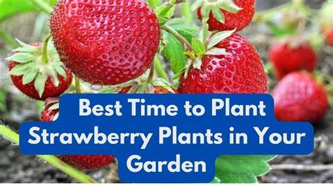 When Is Best Time To Uncover Strawberries